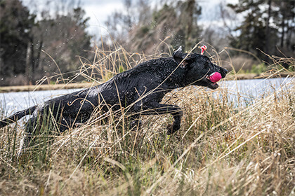 Mossy Oak Kennels, British Labs, Dog Kennel