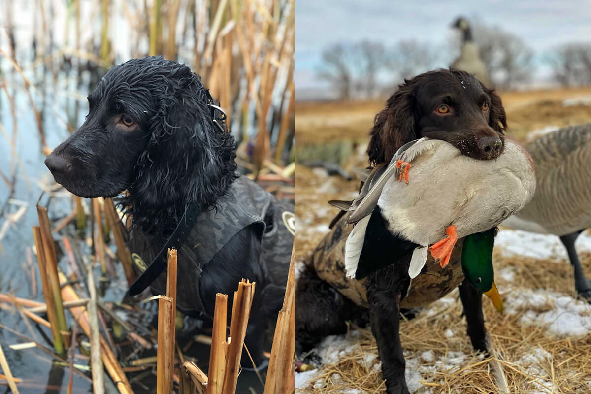 Duck Dog Breeds Duck Dog Breeds