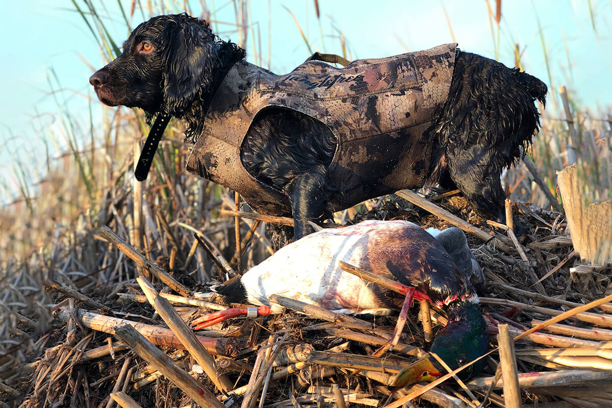 Boykin Spaniel: Hunting Dog Breed Profile - Wildfowl