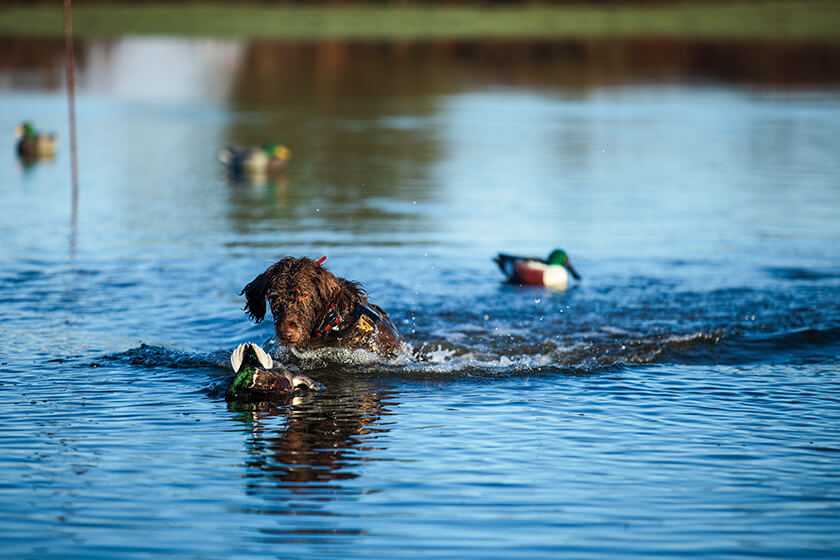 Pudelpointer retrieving a duck