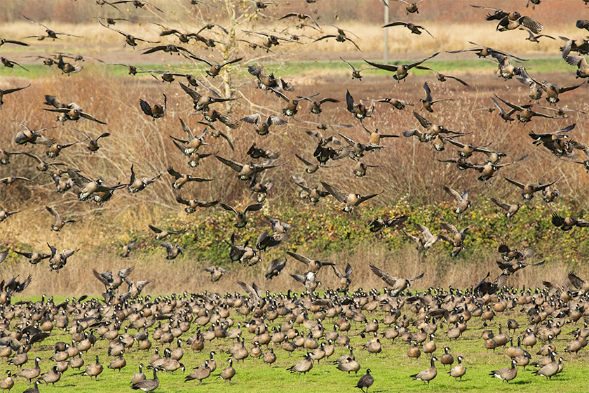 Cackler Geese Landing In A Field