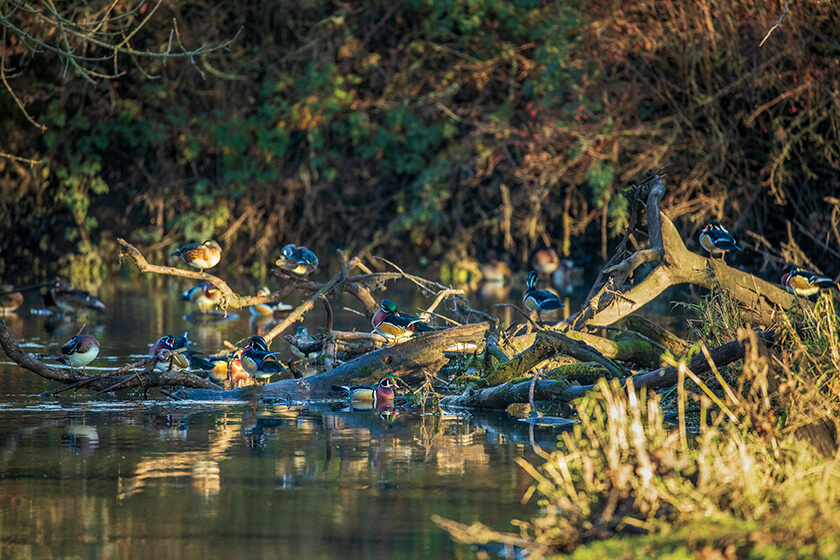 wood ducks