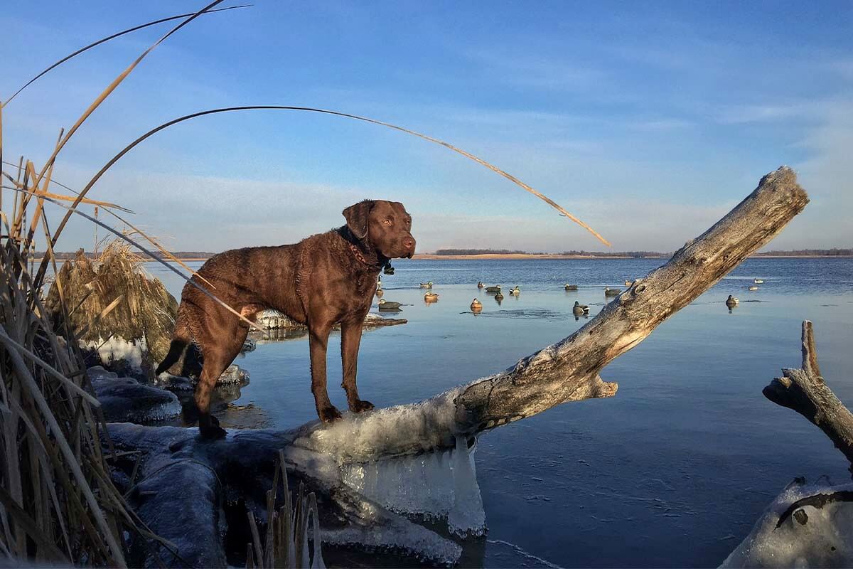 Chesapeake Bay Retriever: Hunting Dog Breed Profile