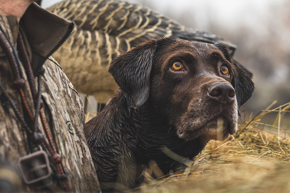 https://content.osgnetworks.tv/wildfowl/content/photos/chocolate-lab-duck-hunter-blind-1200x800.jpg