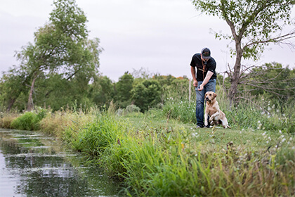 Does the Color of Your Labrador Retriever Matter?