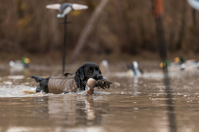 duck hunting labs