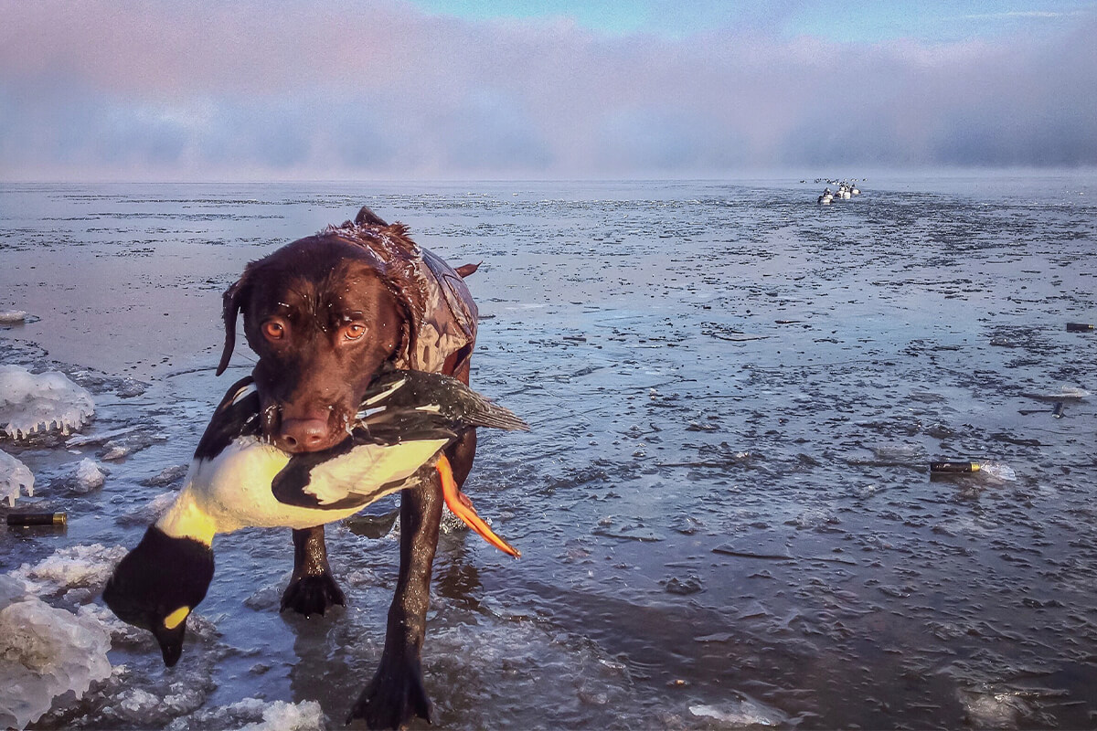 Dog Safety for Diver Duck Hunting