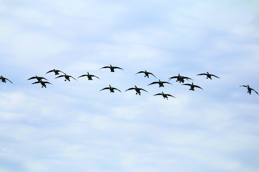 Canada geese flying