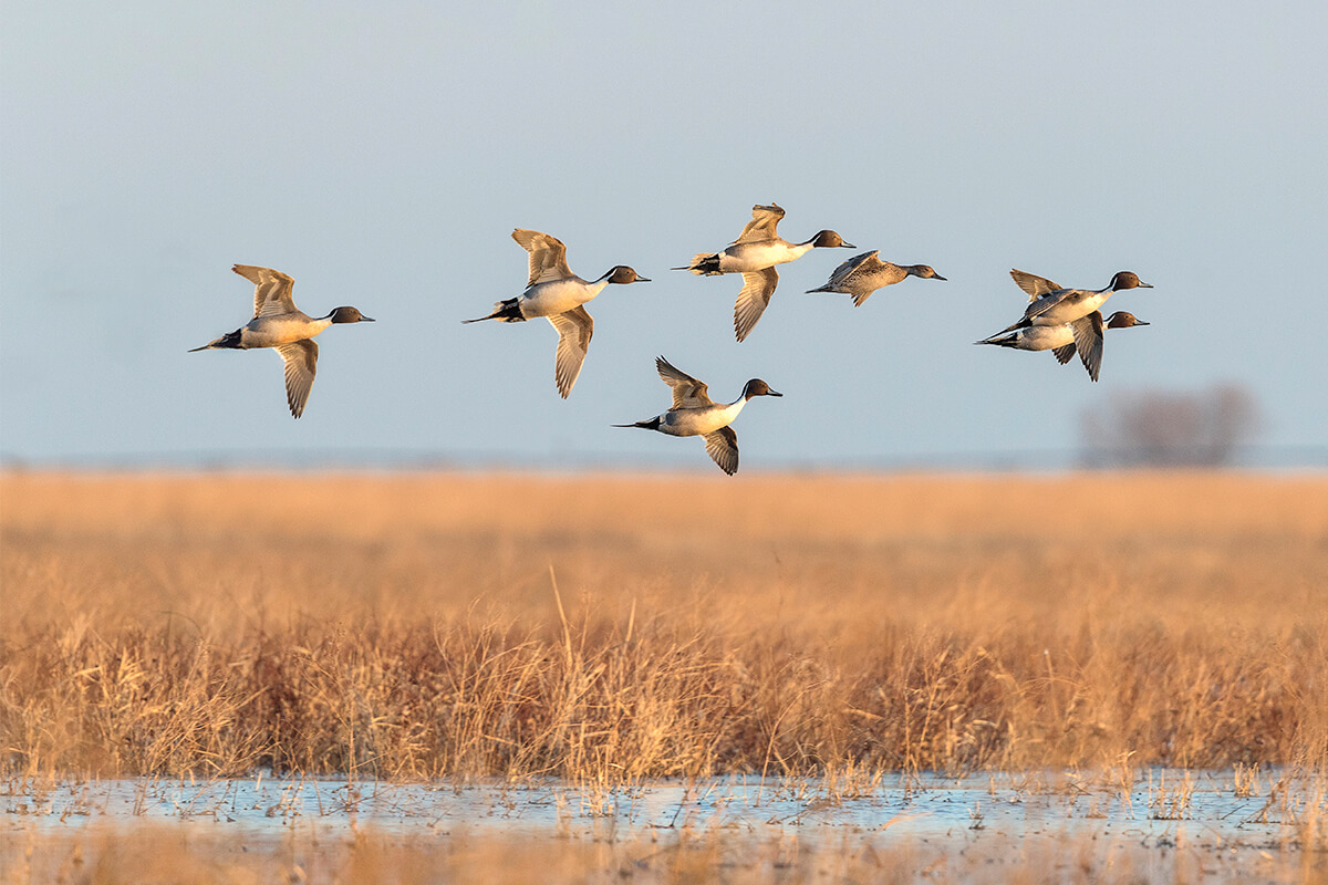 blue-winged teal drake swimming in a marsh