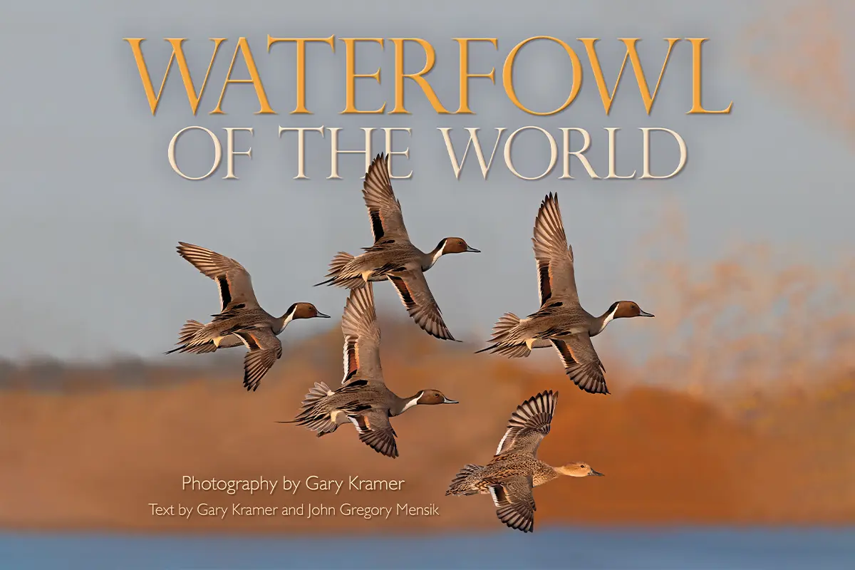 The Road to 167: Photographing Every Species of Waterfowl in the World