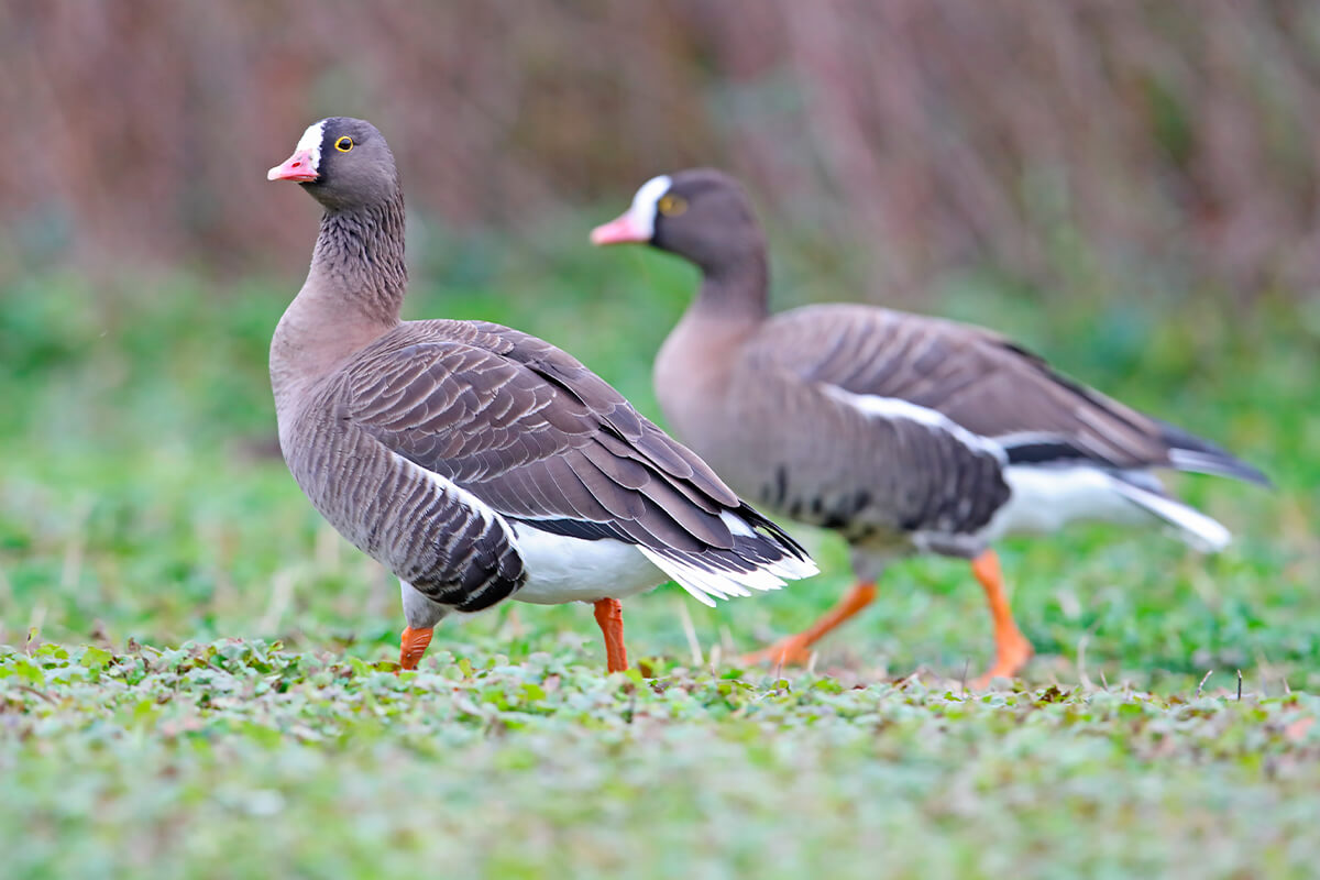 Geese of the World - Wildfowl