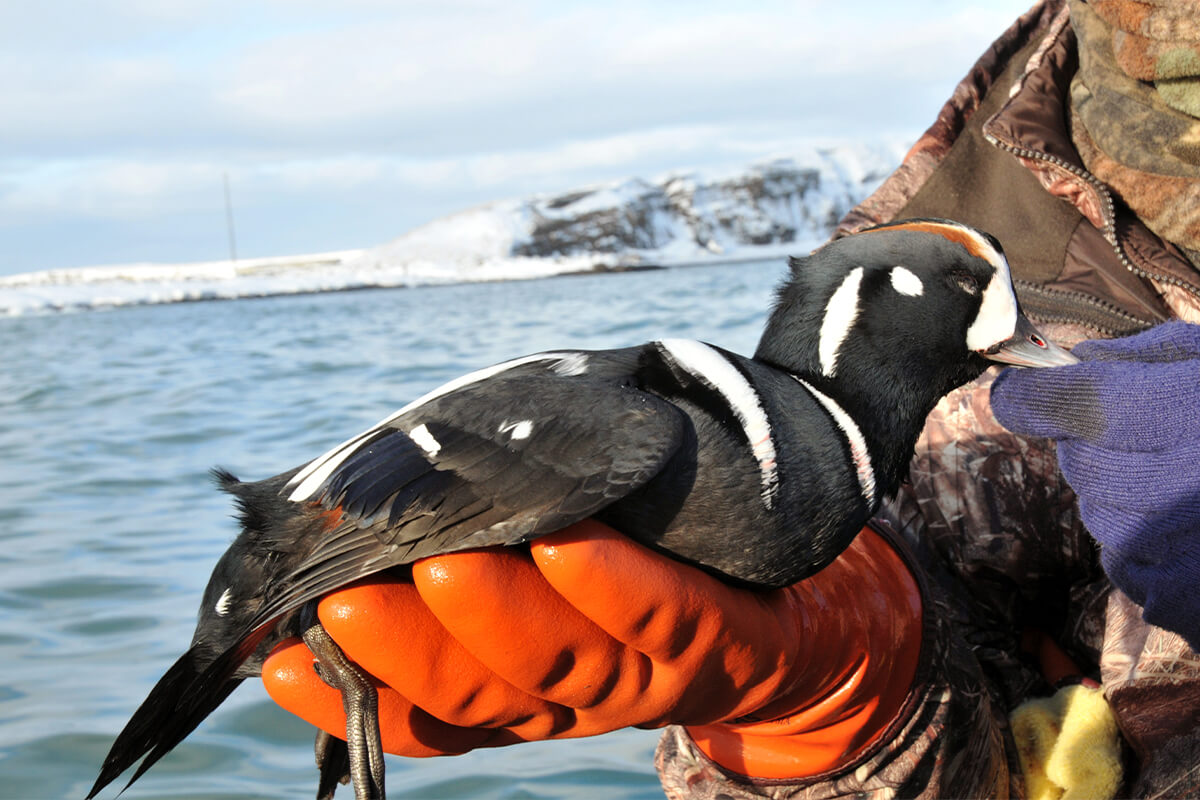 The Guide to Completing the North American Waterfowl Grand Slam