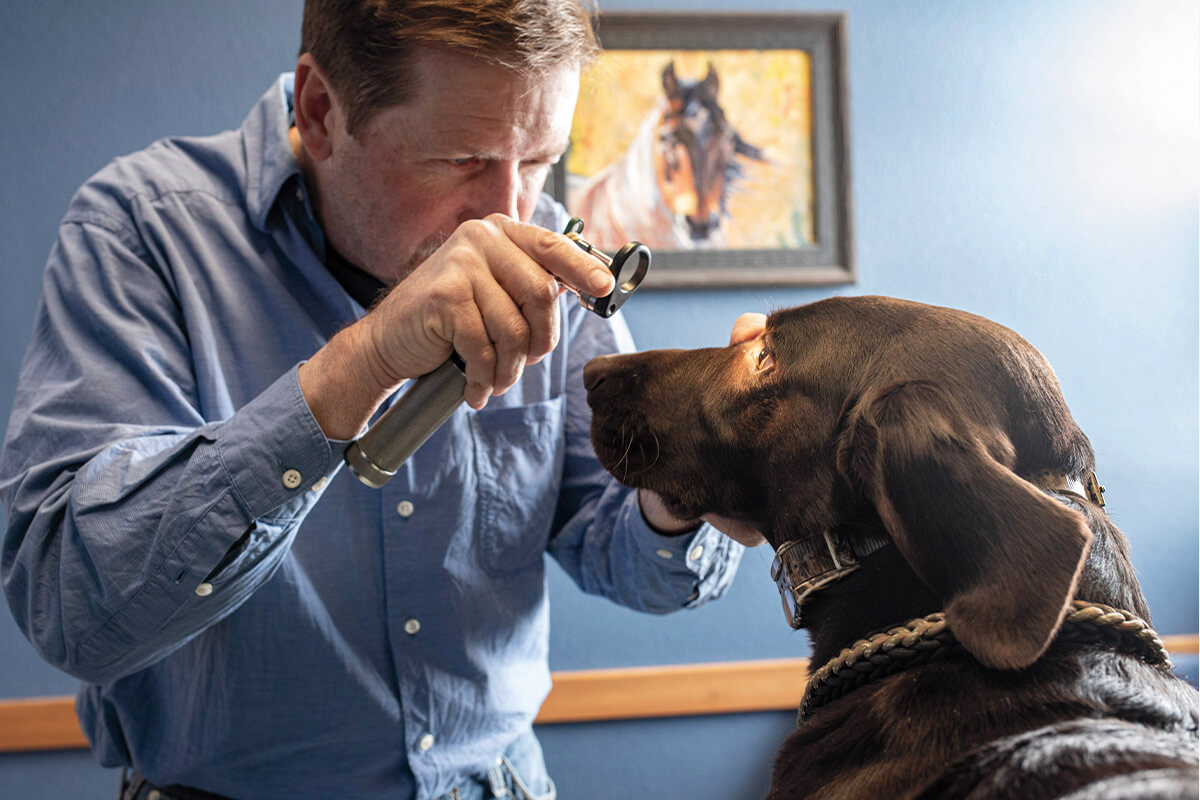 How to Choose a Sporting Dog Veterinarian