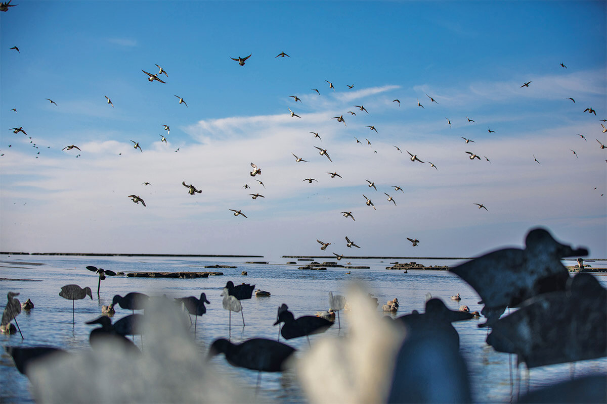 Why You Should Finish Ducks and Geese in the Decoys: Wildfowl Playbook