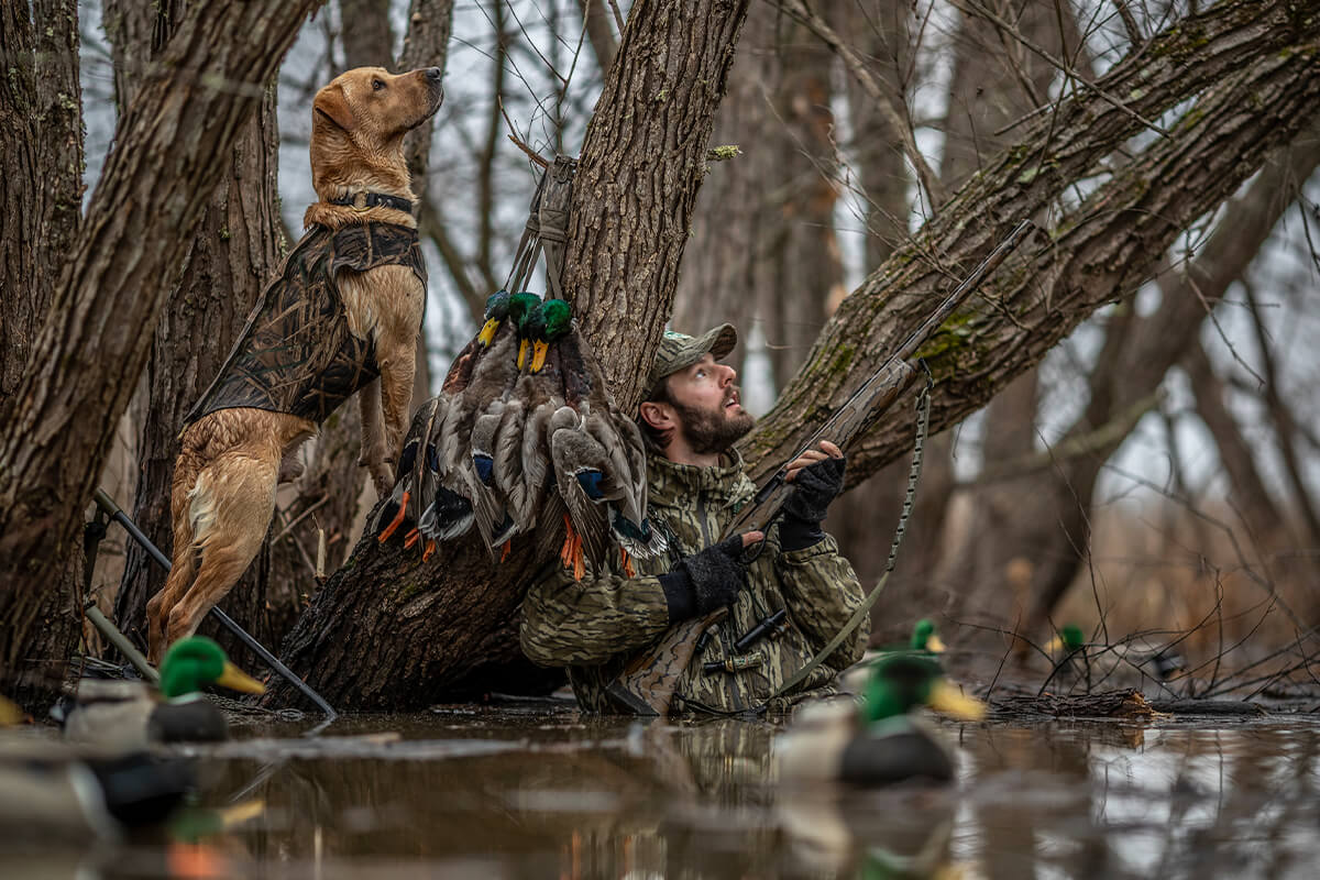 How to Keep Your Retriever Safe During Duck Season