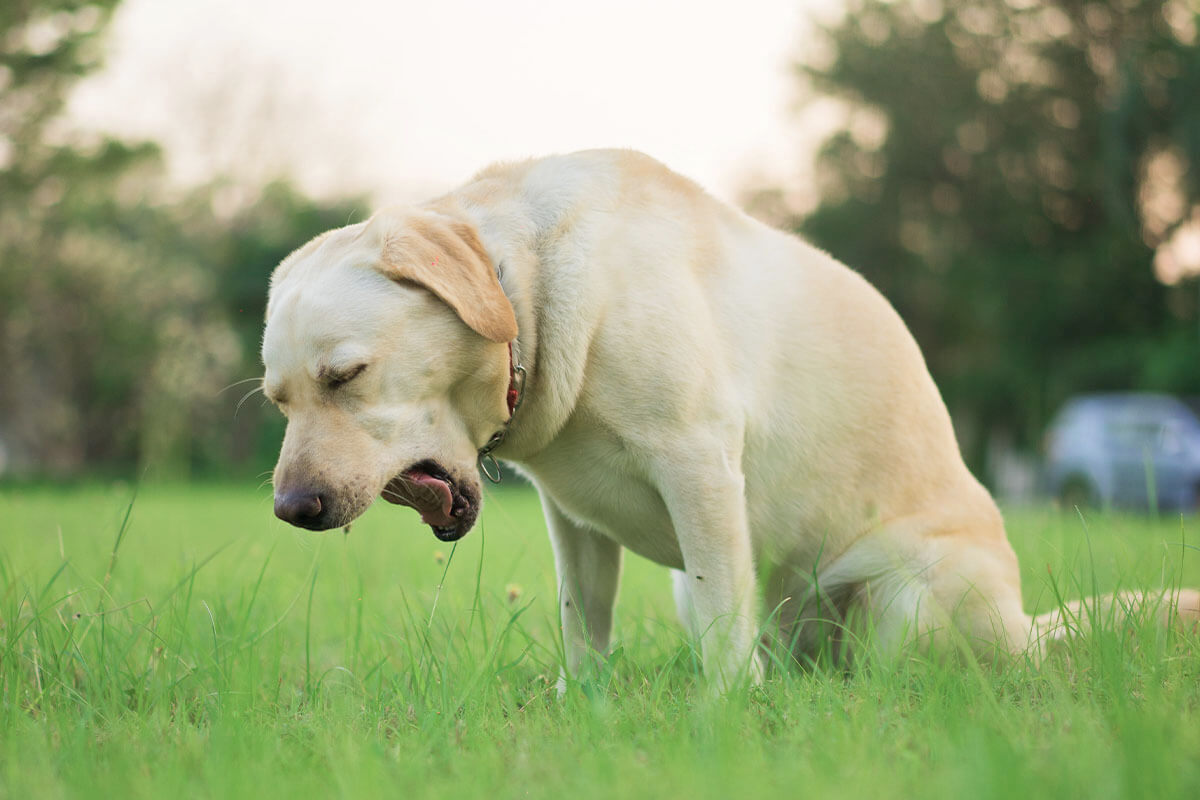 How to Recognize Gastrointestinal Distress in Dogs