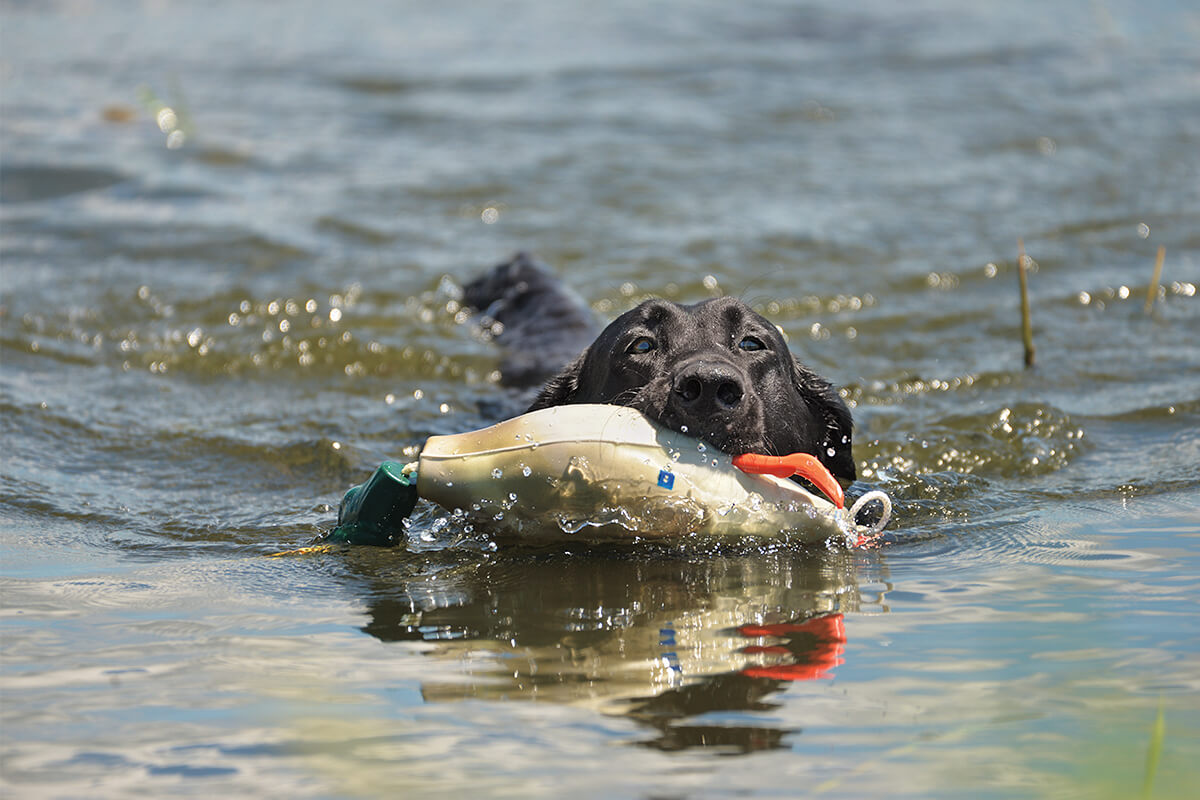 Black Labrador retriever in duck hunting vest