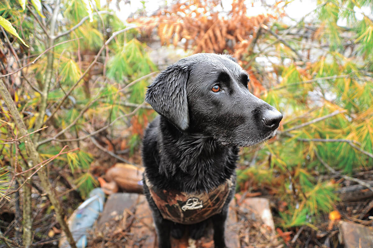 how to train a labrador retriever for duck hunting