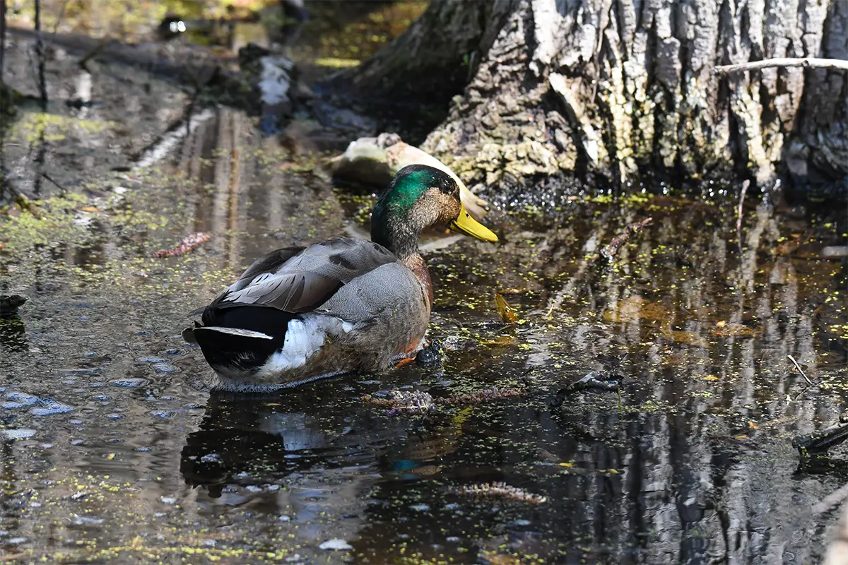 Why All the Fuss Over Hybrid Ducks? - Wildfowl