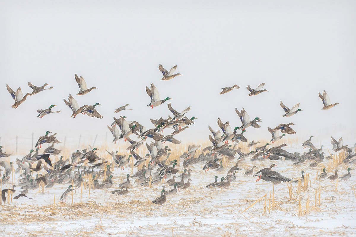 Are Duck Migrations Changing?