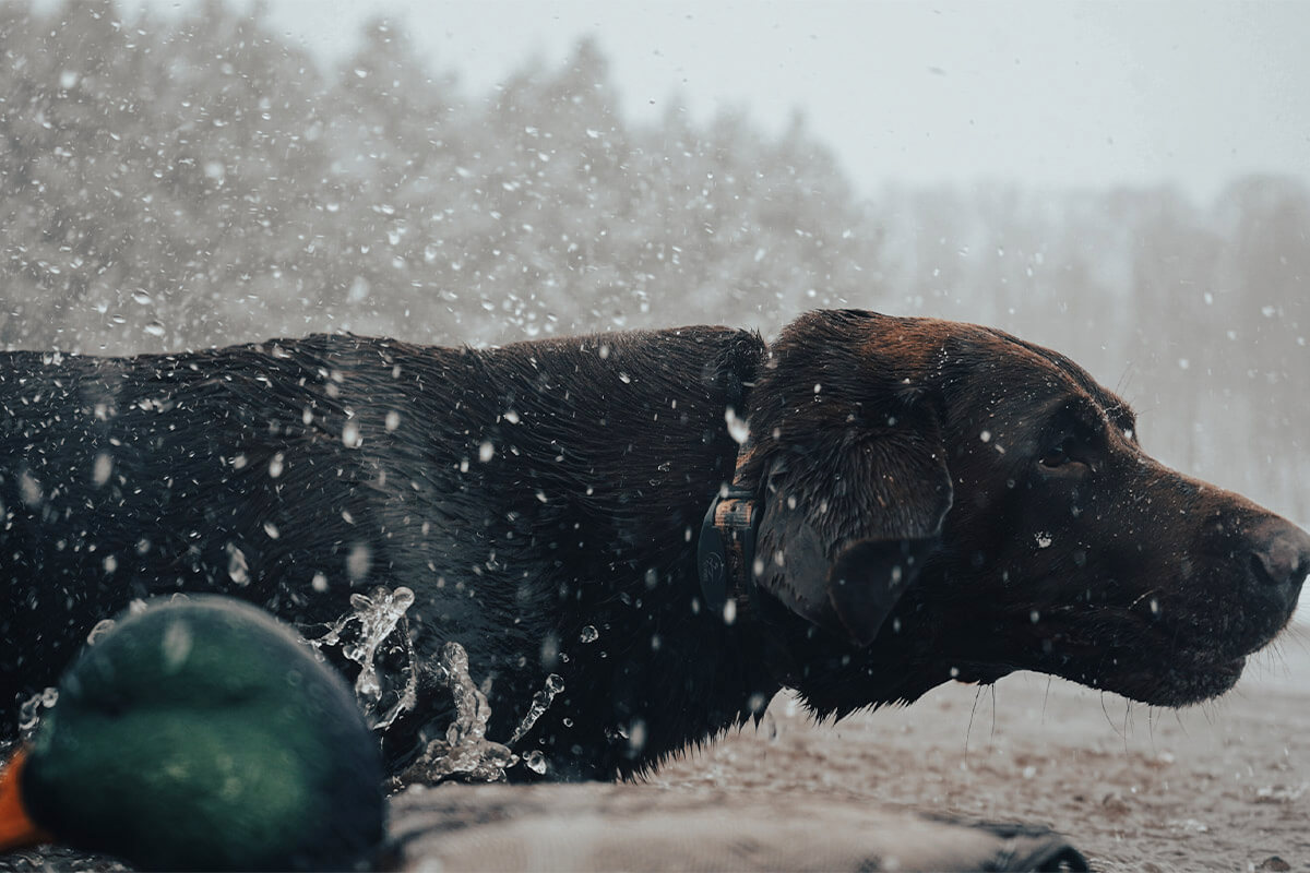 Fuel Their Fire: How to Provide Your Retriever with Proper Nutrition During the Late Season