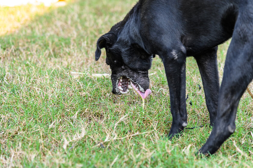 black labrador retriever vomitting
