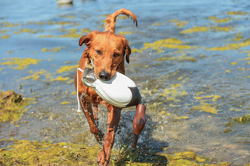 Can duck poop hot sale make dogs sick