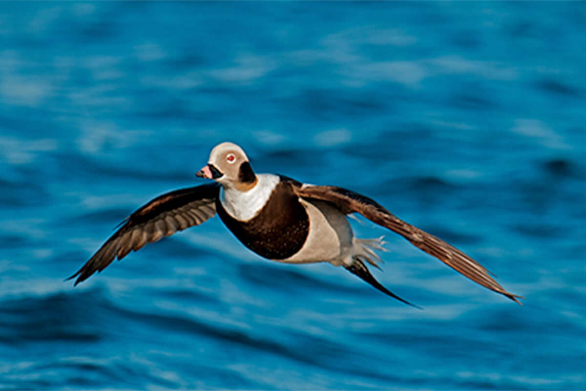 Long-Tailed Ducks on the Great Lakes