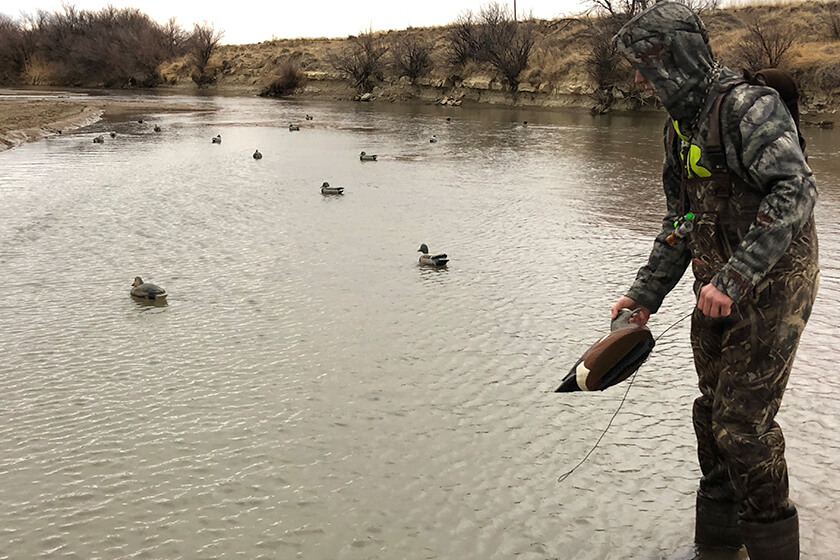 Setting out duck decoys