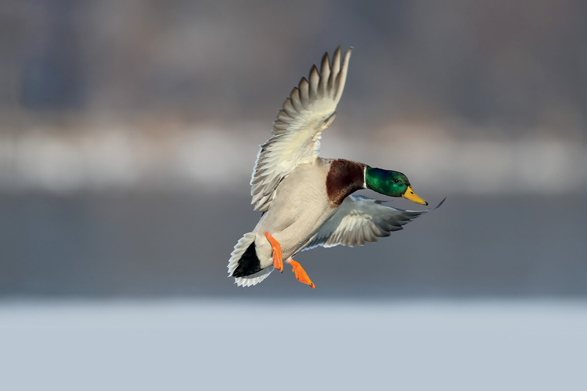 Video: How to Decoy Mallards on Big Water