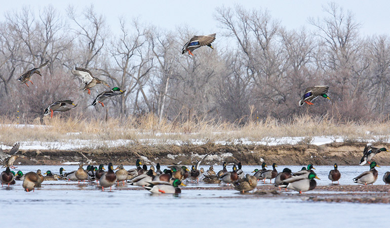 How to Hunt Shallow Rivers for Mallards & Geese