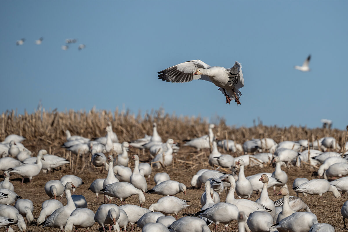 Missouri Officials Confirm Avian Influenza Spreads to Geese and Other Wild Birds