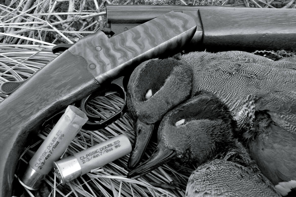 two green-winged teal ducks and shotgun