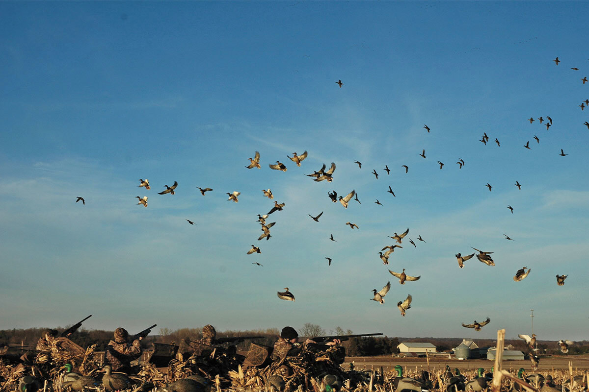 duck hunters shooting from layout blinds in field