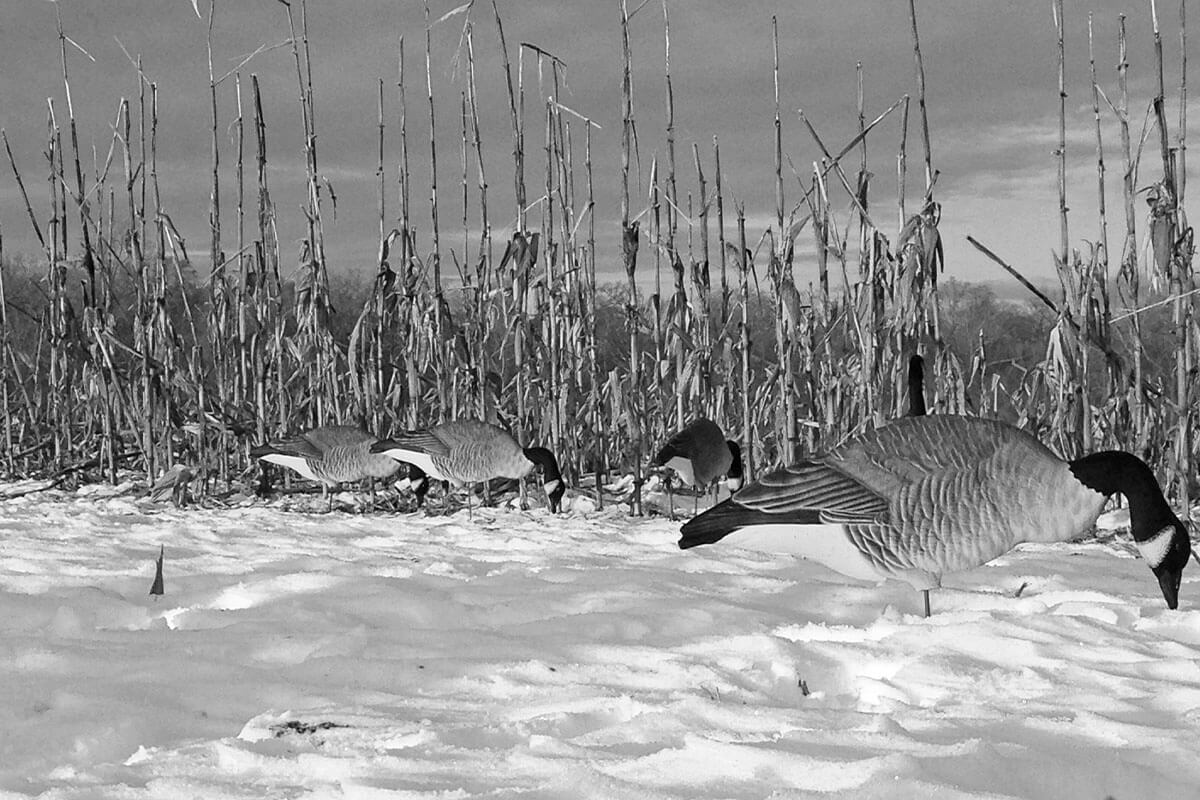 black and white silhouette goose decoys