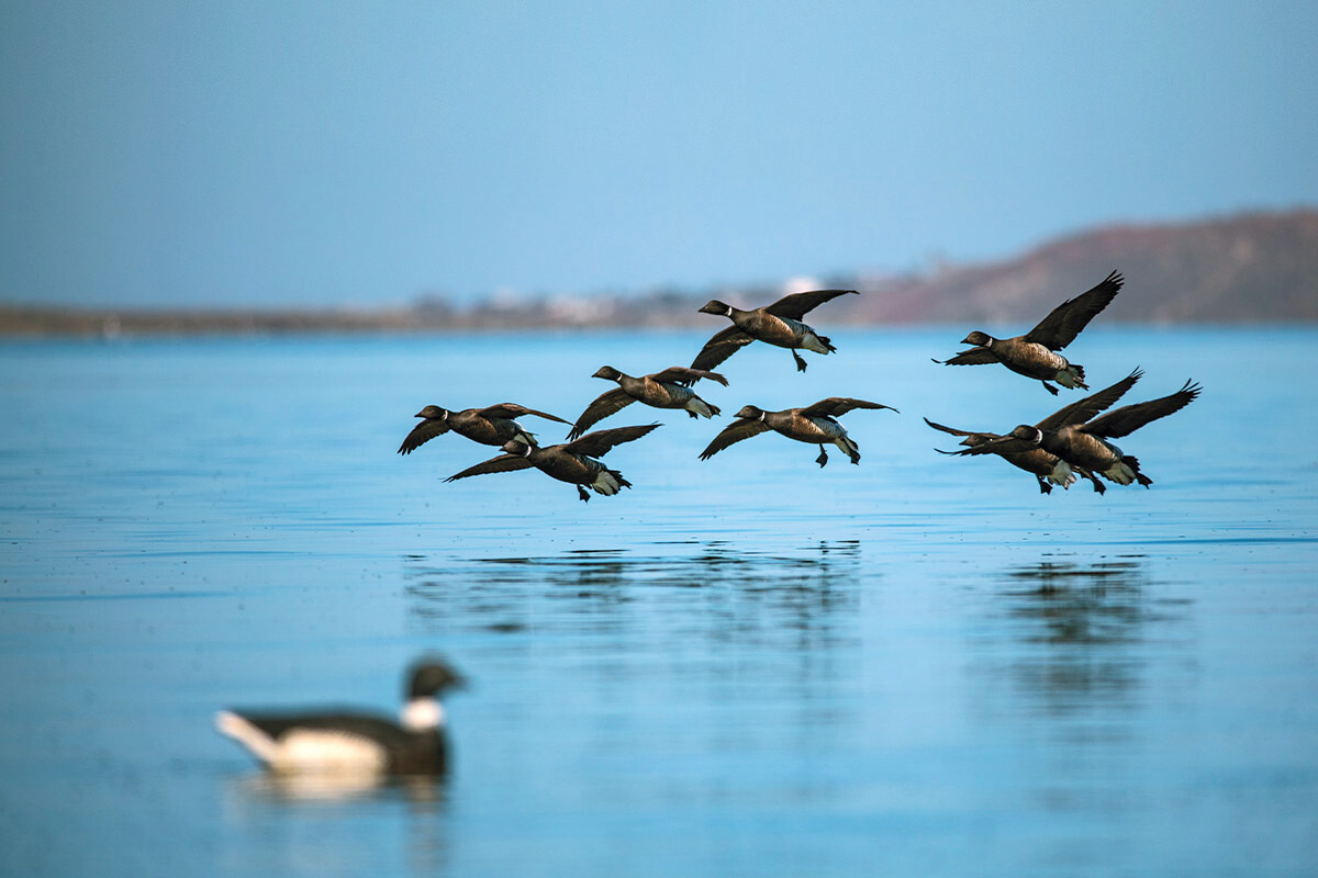 brant goose migration