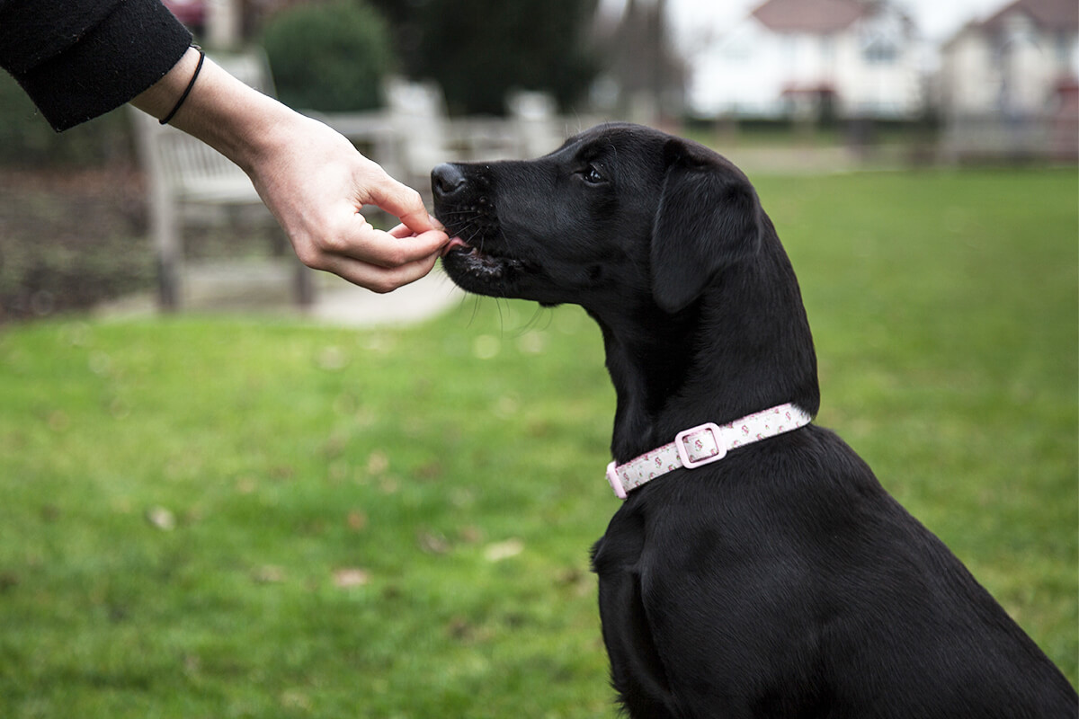 Giving a treat to a labrador retriever puppy