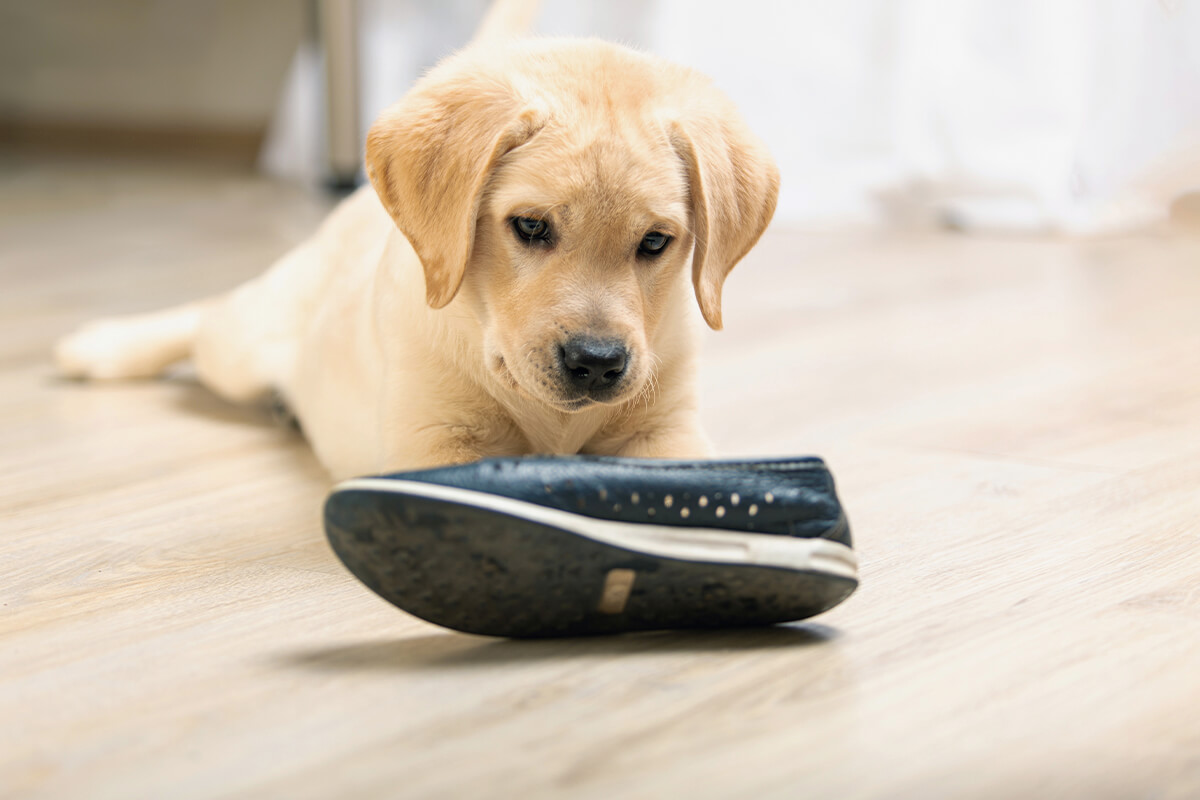 Labrador Retriever Puppy Chew Shoe