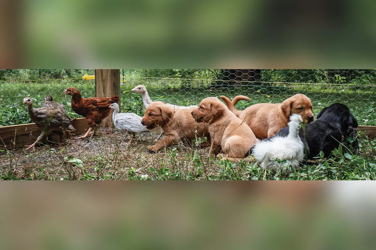 labrador retriever puppies with chickens