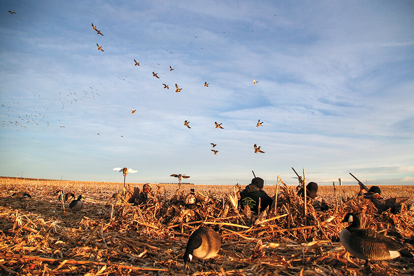 Score More Birds in a Layout Blind
