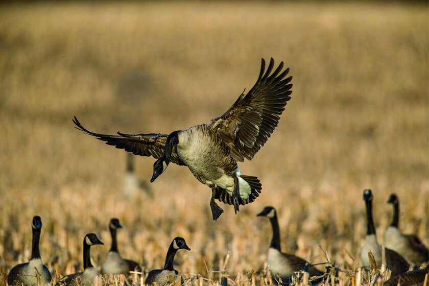 Geese landing in a field