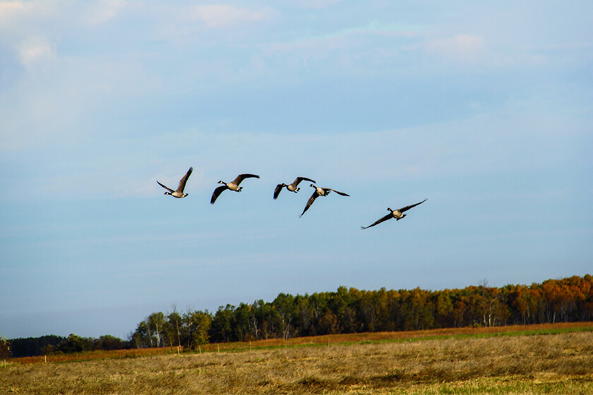 Geese landing in a field