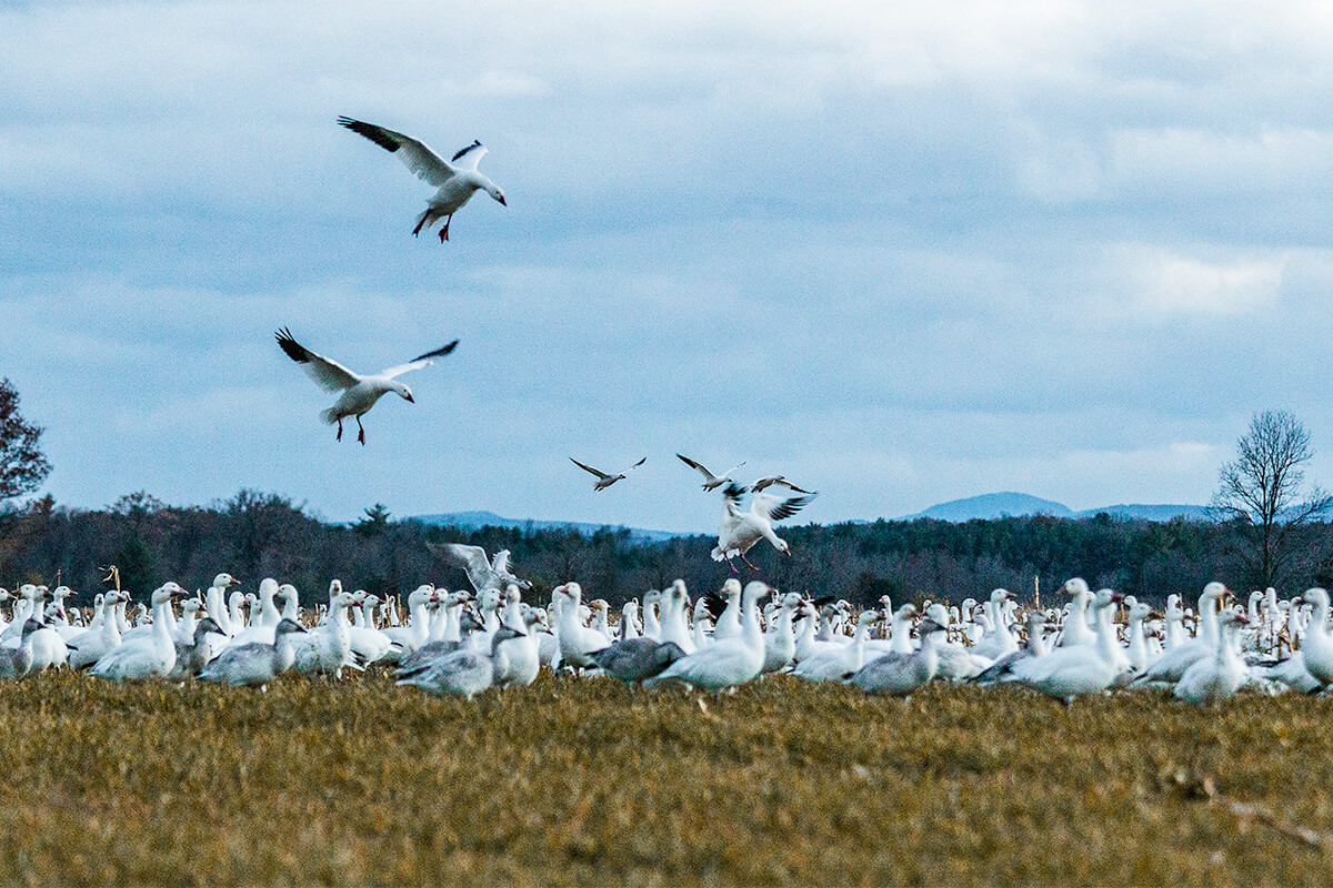 5 Overlooked, Underrated, and Emerging States for Snow Goose Hunting