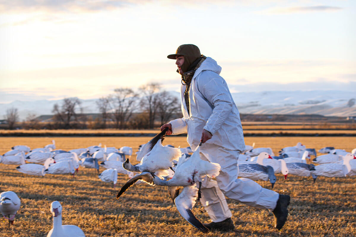 How to Find the Right Snow Goose Hunting Guide