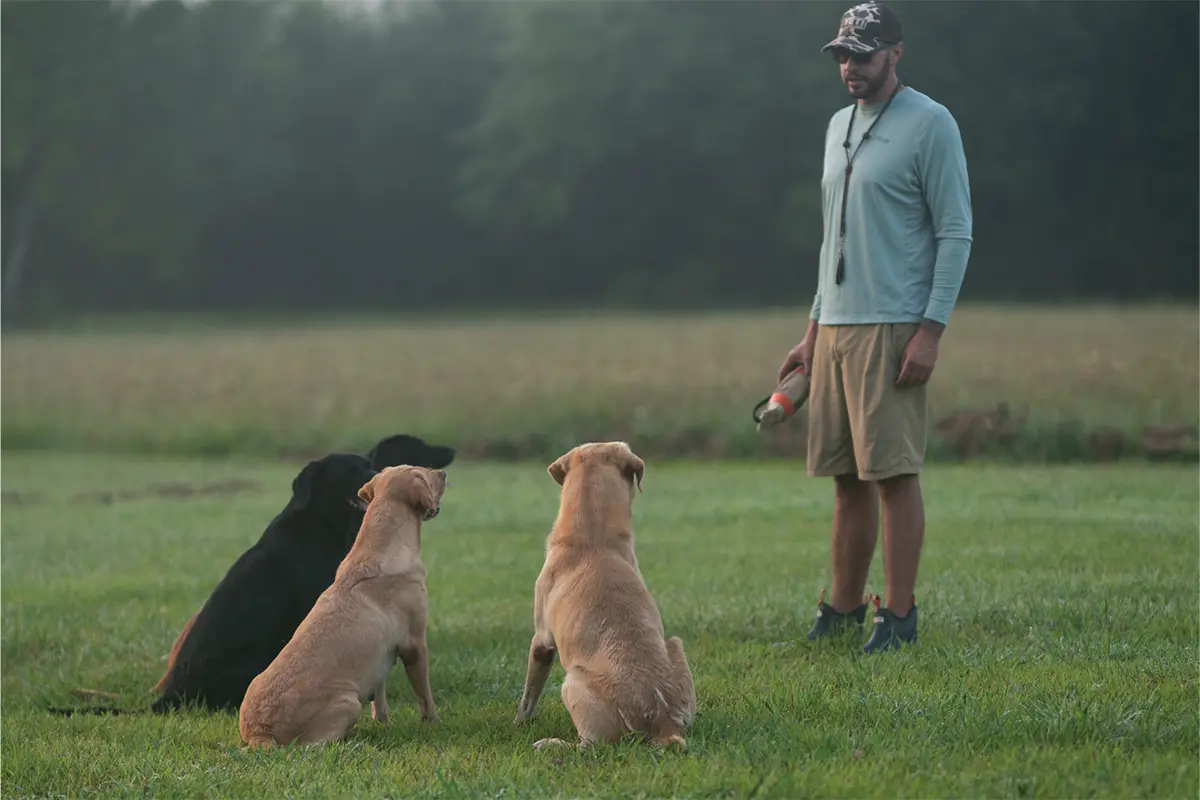 dog trainer on grass with four labrador retrievers