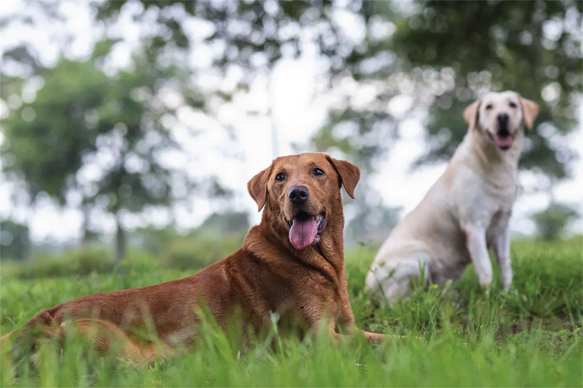 Dos perros perdigueros de Labrador en la hierba, un laboratorio de zorro rojo y un laboratorio amarillo