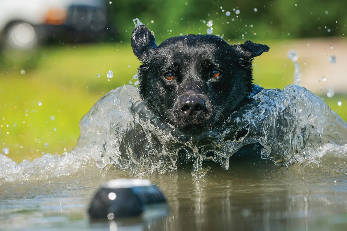Tips to Help Keep Your Dog Running Cool During Preseason Training