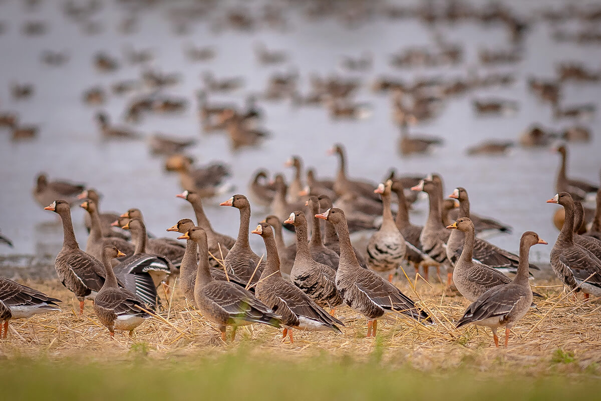 Stack More Specklebelly Geese This Season with Some Tips fro Wildfowl