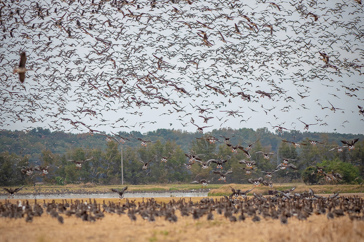 Snow Goose and Speck Hunting