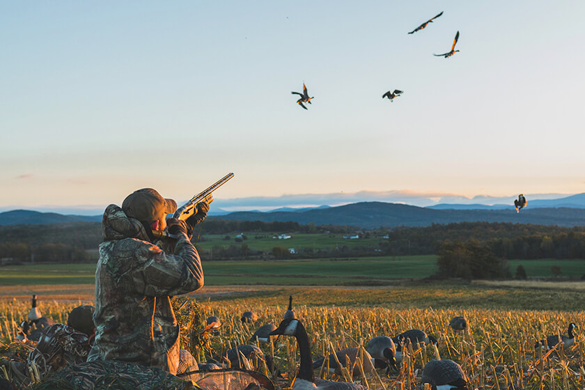 goose hunter shooting Canada geese with a shotgun